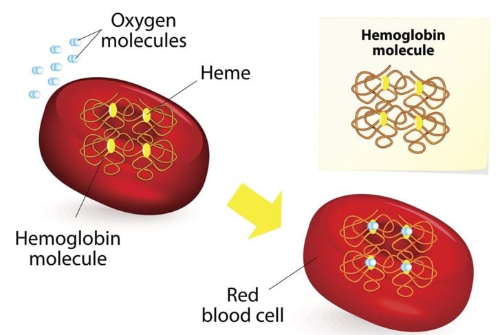 Che cos'è l'emoglobina? 19