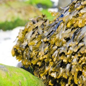 Muschio marino irlandese: benefici per la salute al di là delle dicerie Muschio marino irlandese: benefici per la salute al di là delle dicerie