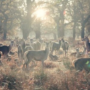 10 domande frequenti sulla malattia da deperimento cronico 10 domande frequenti sulla malattia da deperimento cronico