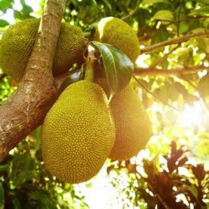 13 benefici del frutto di jack per la salute 13 benefici del frutto di jack per la salute