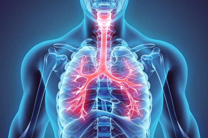 Anatomia e fisiologia dei polmoni 3