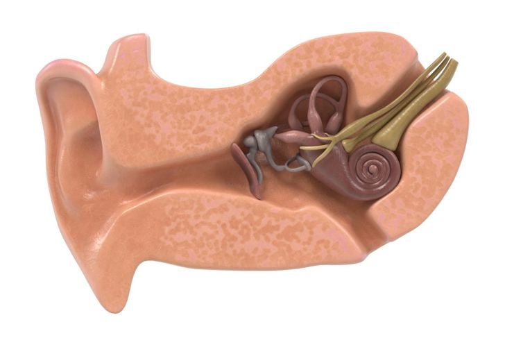 Le ossa dell'orecchio 13