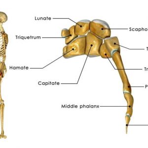 Cosa sono le ossa carpali?