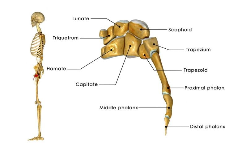 Cosa sono le ossa carpali? 1