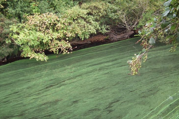 Conoscere i pericoli delle alghe blu-verdi 5