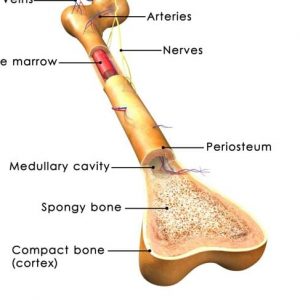 Tutto sulla tibia Tutto sulla tibia