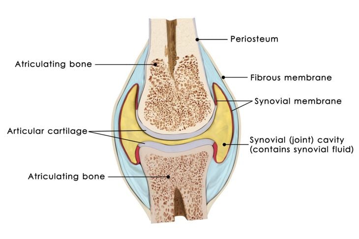 Che cos'è la cartilagine? 7