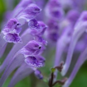 Benefici per la salute della piantaggine