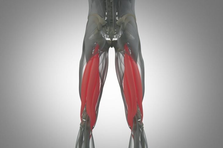 I muscoli della gamba 11