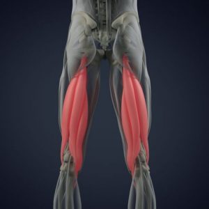 Cosa sono gli hamstring? Cosa sono gli hamstring?