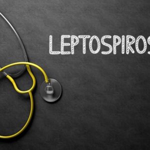 10 Sintomi e trattamenti della leptospirosi 10 Sintomi e trattamenti della leptospirosi