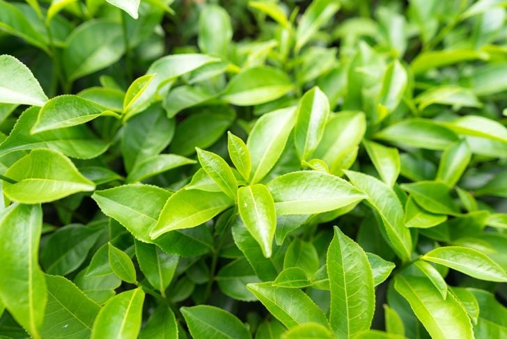 11 benefici del tè verde per la salute 19