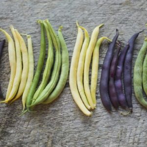 Fagioli verdi francesi: I benefici di verdure e legumi in un unico alimento Fagioli verdi francesi: I benefici di verdure e legumi in un unico alimento