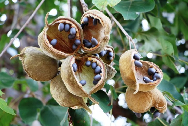Benefici del frutto del baobab per la salute 3
