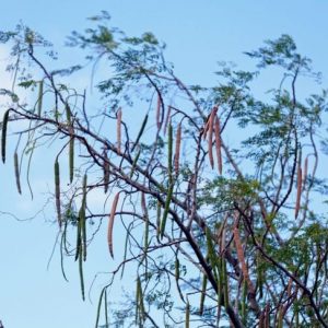 12 benefici della Moringa per la salute 12 benefici della Moringa per la salute