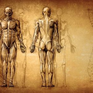 Parti del corpo che non ci servono Parti del corpo che non ci servono