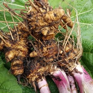 Estratto di Butterbur: come può aiutarvi