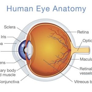 L’uveite è una malattia oculare grave che si maschera da malattia minore
