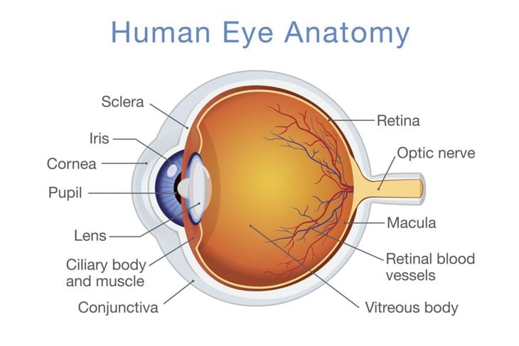 L'uveite è una malattia oculare grave che si maschera da malattia minore 1