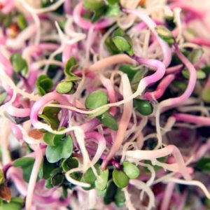 10 fatti sui microgreens 10 fatti sui microgreens