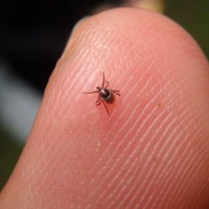 10 Sintomi e trattamenti della babesiosi 10 Sintomi e trattamenti della babesiosi