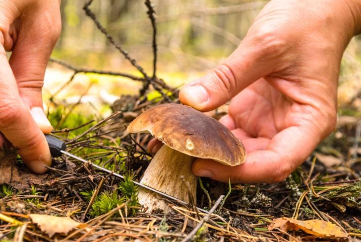 10 benefici dei funghi per la salute 5