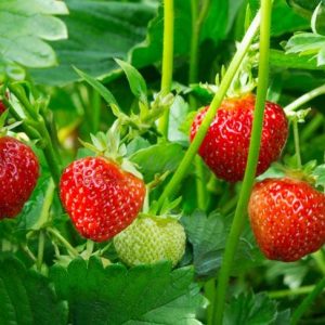 10 motivi salutari per acquistare sempre un quarto di fragole 10 motivi salutari per acquistare sempre un quarto di fragole