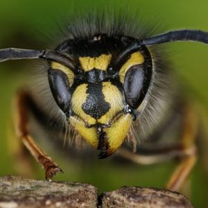 Quali sono i sintomi e i trattamenti delle punture di vespa?