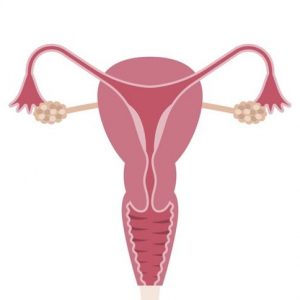 Che cos’è l’endometrio proliferativo?