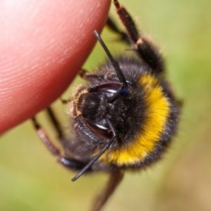 10 rimedi casalinghi per le punture d’ape