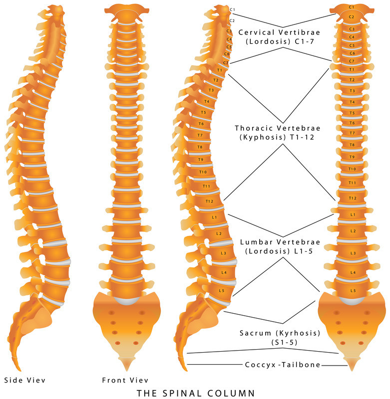 Trauma del midollo spinale 1