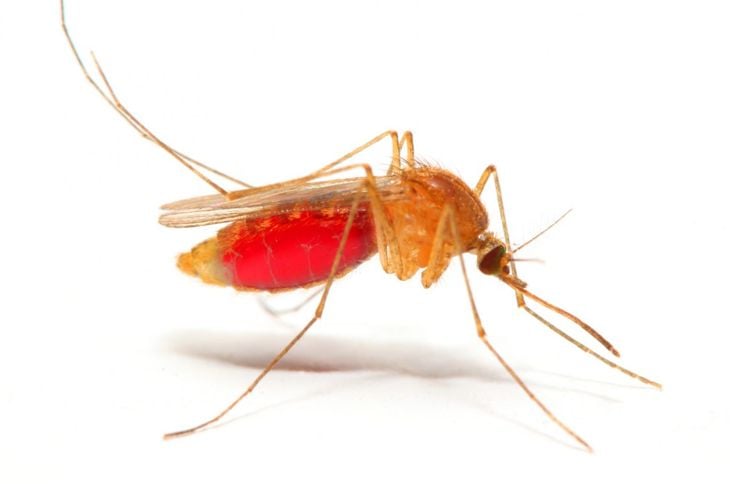 Fattori di rischio e trattamenti per la malaria 5