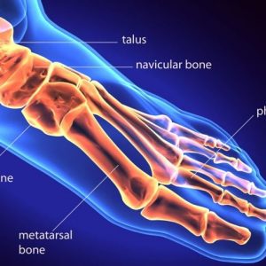 Anatomia e disturbi dell’articolazione MTP Anatomia e disturbi dell’articolazione MTP