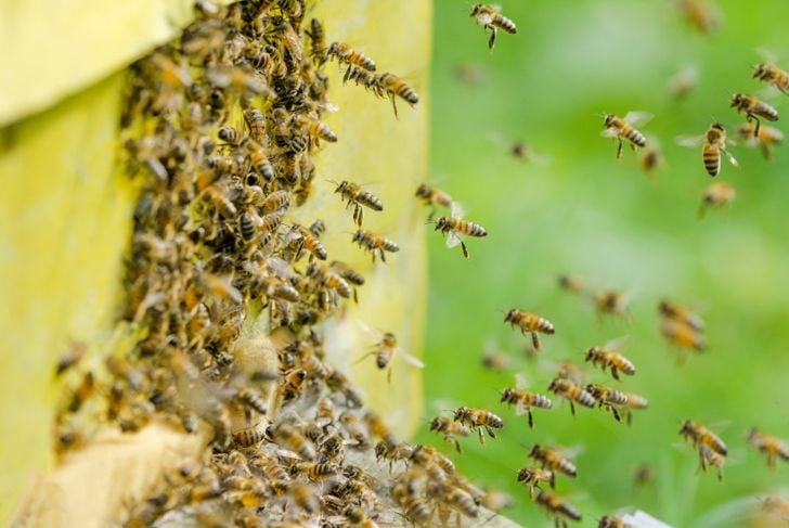 10 fatti sulle allergie alle api 15