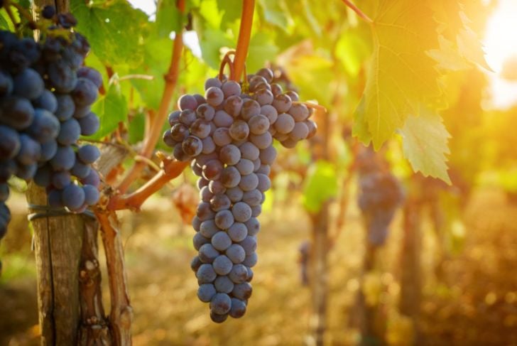 Benefici dell'uva per la salute 11