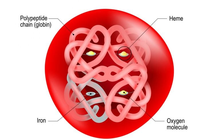 Che cos'è l'emoglobina? 17