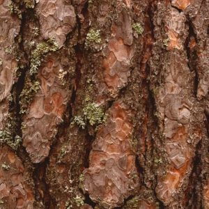 Benefici per la salute dell’estratto di corteccia di pino