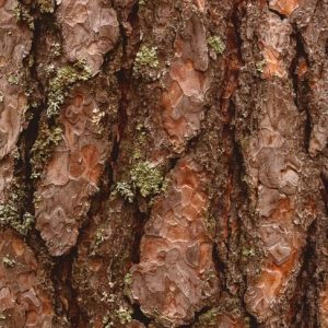 Benefici per la salute dell’estratto di corteccia di pino Benefici per la salute dell’estratto di corteccia di pino