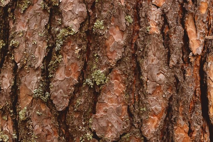 Benefici per la salute dell'estratto di corteccia di pino 1