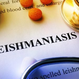 Le 10 domande più frequenti sulla leishmaniosi Le 10 domande più frequenti sulla leishmaniosi