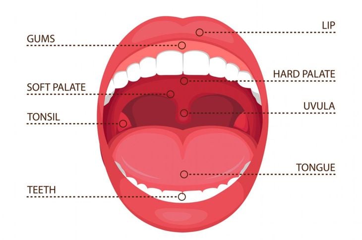 Cosa provoca il formicolio della lingua? 13