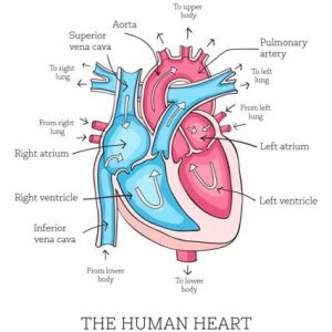 Che cos’è l’insufficienza della valvola aortica?