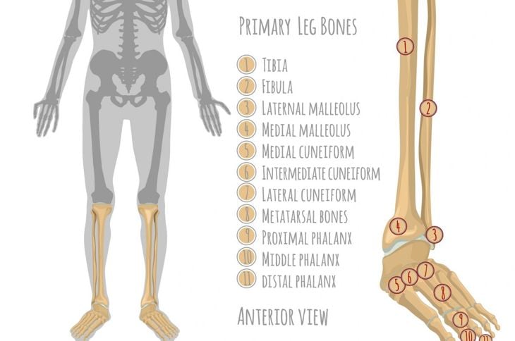 Le ossa delle gambe 15
