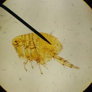 Domande frequenti sulle punture di pulce per tutti i proprietari di animali domestici