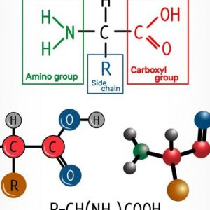Gli aminoacidi sono blocchi essenziali per la costruzione delle proteine Gli aminoacidi sono blocchi essenziali per la costruzione delle proteine