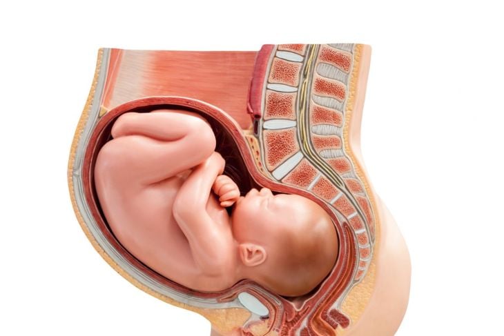 Il significato della posizione del feto 3