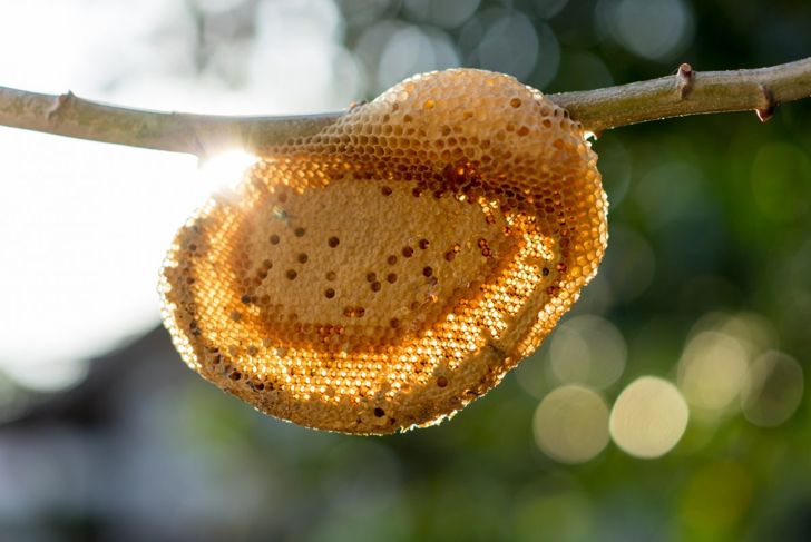 10 fatti sulle allergie alle api 13