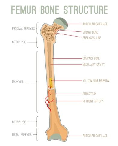 Le ossa delle gambe 3