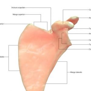 La scapola e i suoi muscoli La scapola e i suoi muscoli