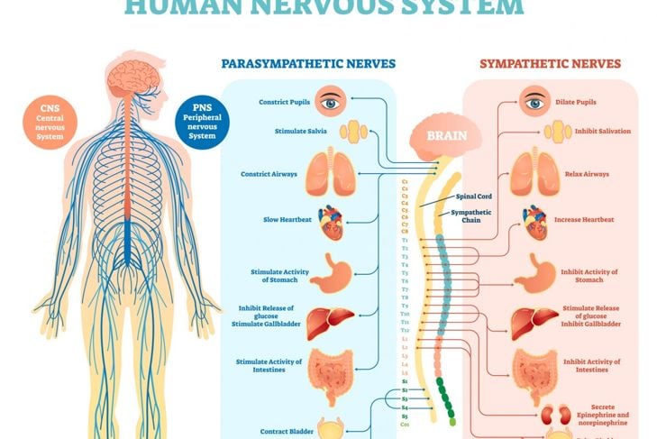 Che cos'è il sistema nervoso? 17